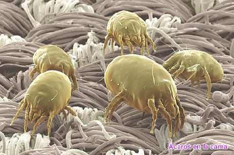 Recomendaciones para alérgicos a los ácaros