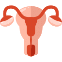 Ultrasonido Morfologico en Guadalajara M6