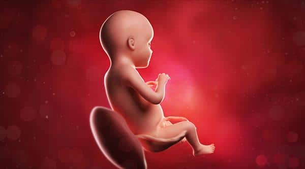 Ultrasonido Morfologico en Guadalajara 2