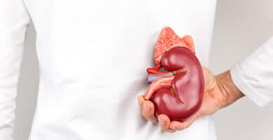 Female hand holding model of human kidney organ at back of body